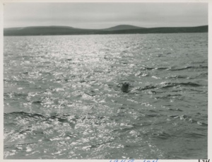 Image of Polar Bear- Sunlight on the Water